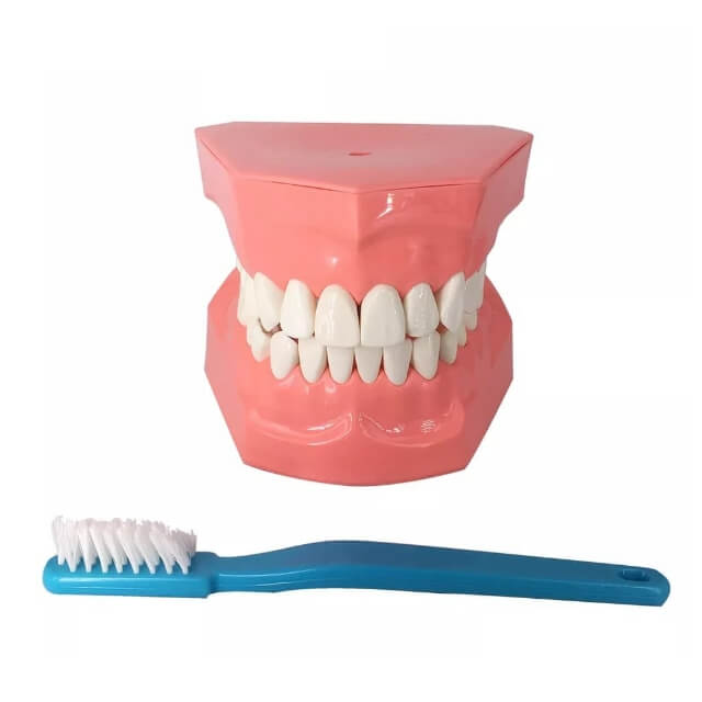Стоматологічна модель для чистки зубів