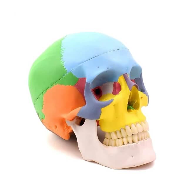Анатомічна модель черепа людини